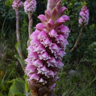 Satyrium cernua